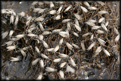 On the fly: The caddis hatch!